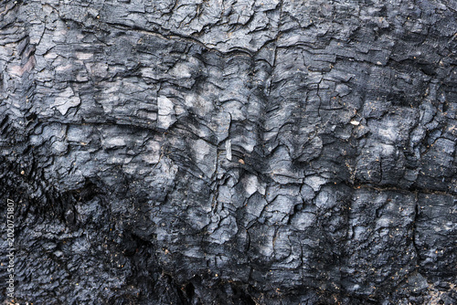 Canvas Print Close up view of charred wood bark texture with black ash showing burned surface