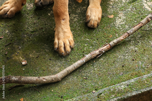 фотографія Dog paw standing near wooden stick on green moss ground outdoor waiting for play