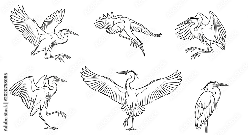 Fototapeta premium Set of hand-drawn heron sketches in various dynamic flight poses
