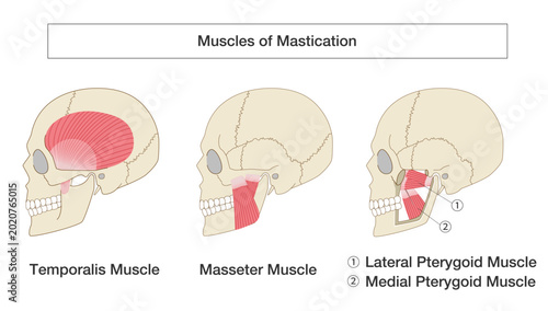 Obraz na płótnie Anatomical illustration set of the skull and muscles of mastication (temporalis,