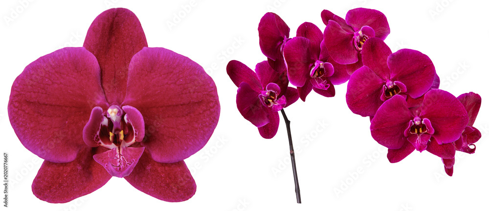 Fototapeta premium PNG Vibrant pink orchid blossoms element set on transparent background