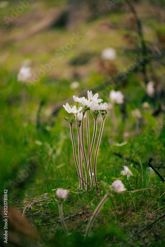 Anemone japonicum