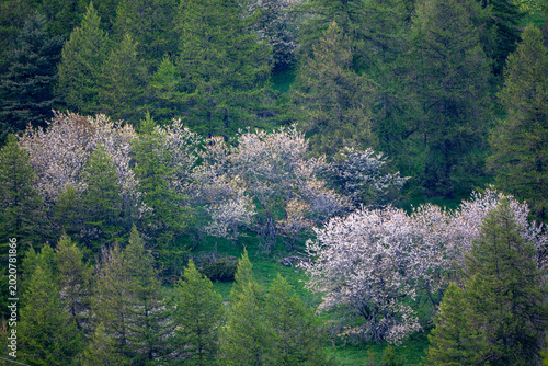 wild cherry blossom in forest