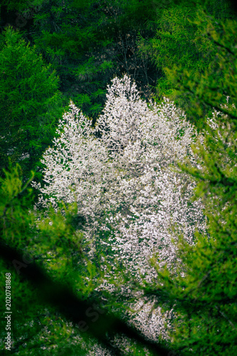 wild cherry blossom in forest