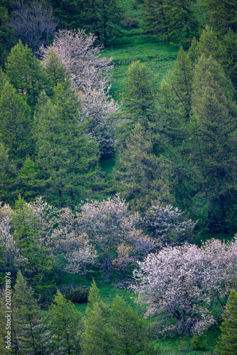 wild cherry blossom in forest