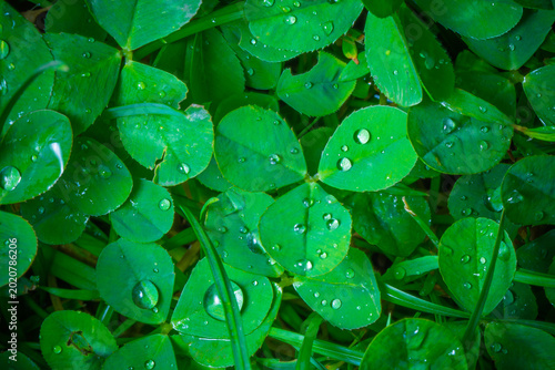 Foto Close-up of vibrant green clover leaves covered with fresh morning dew