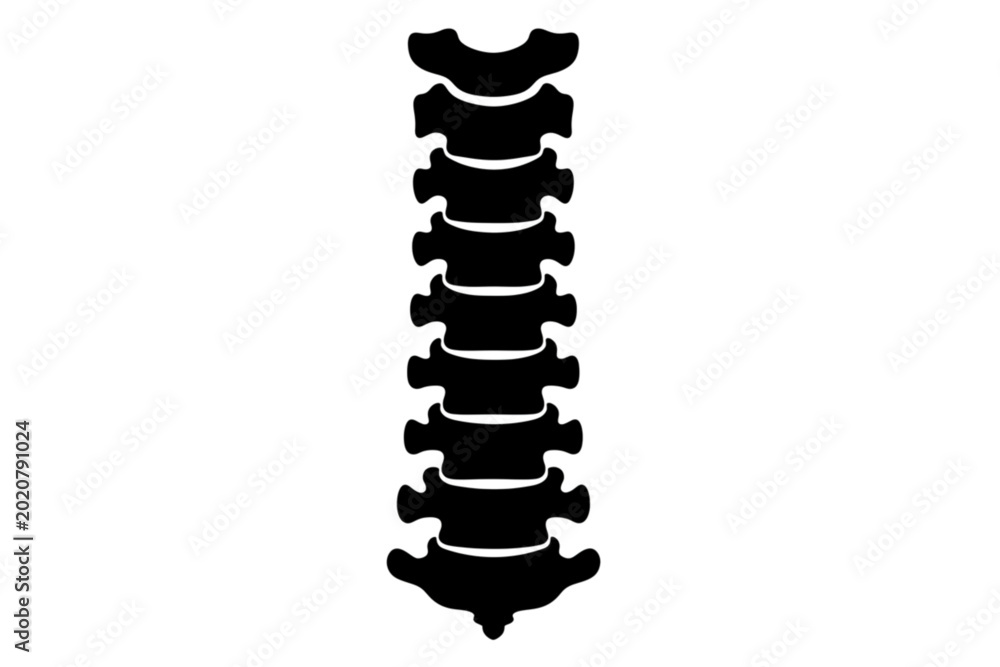 Ταπετσαρία Anatomy of Spinal Column: A detailed illustration showcases the intricate structure of the spine, highlighting each vertebra with precision