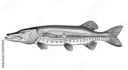 Schilderij op canvas Pike Fish Anatomy Illustration - Vintage Style