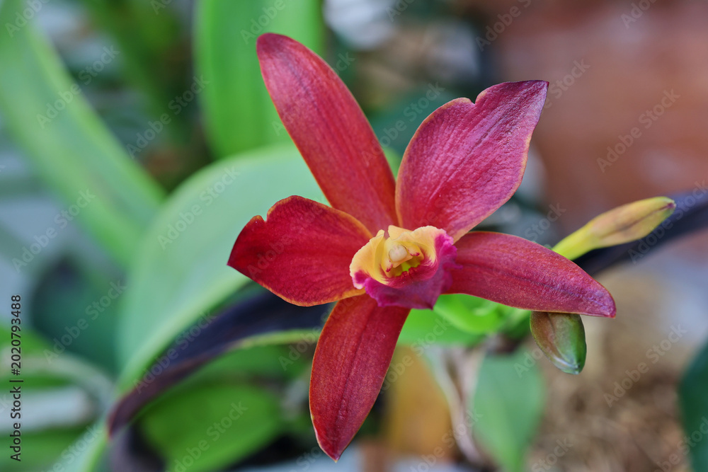 Fototapeta premium Close-up of vibrant red Cattleya orchid blooming