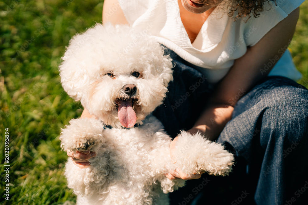 Ταπετσαρία Bichon Frise enjoys time with owner in a grassy park on a sunny day