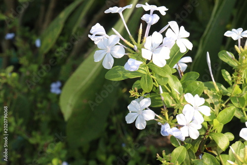 Quadro su tela plumbago auriculata flower plant on nursery
