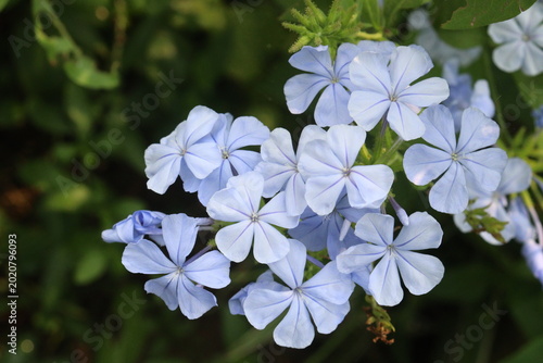 Tableau sur toile plumbago auriculata flower plant on nursery