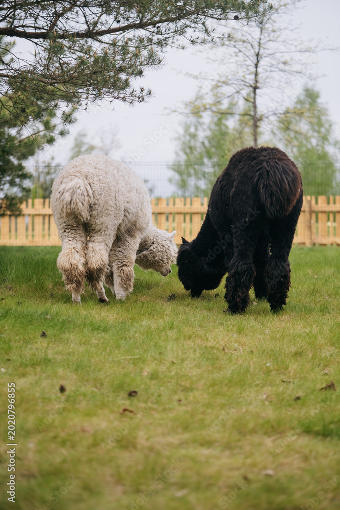 Fototapeta premium Two Alpacas Grazing Near Wooden Fence