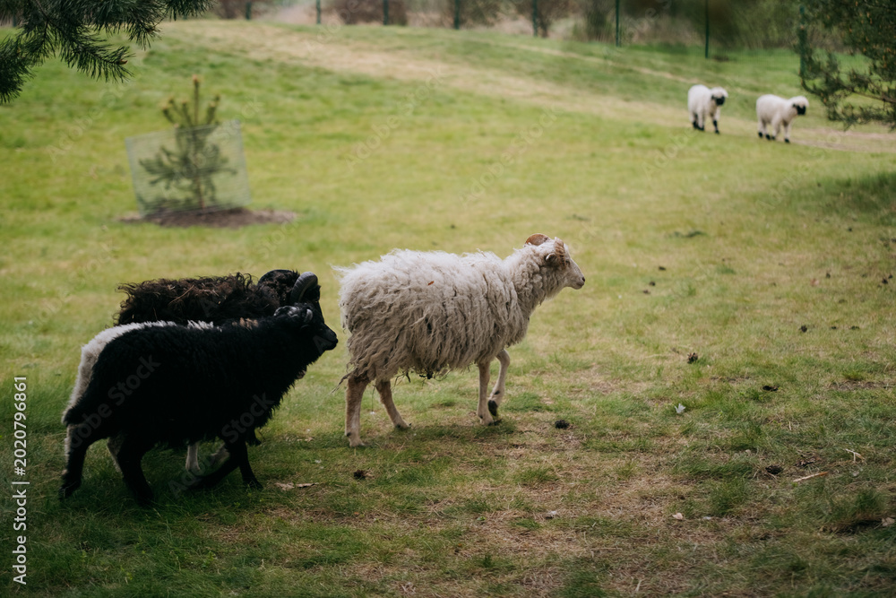 Obraz premium Sheep Grazing Near Pine Trees Park