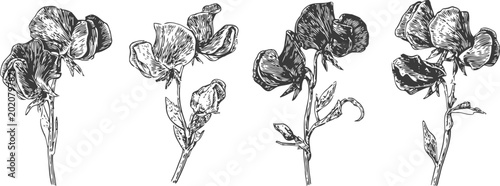 Vintage sweet pea flower sketches hand drawn floral illustration, botanical garden bloom delicate petals nature spring vector engraving set