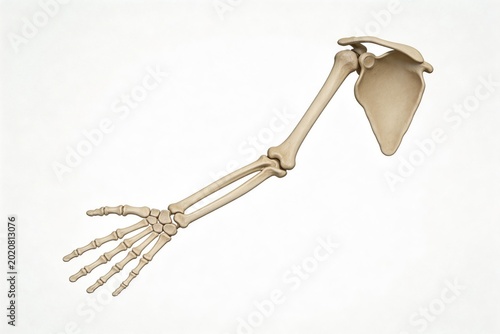 Human arm skeleton model