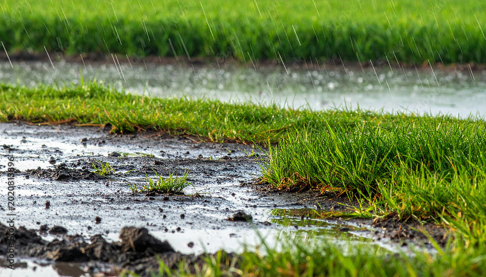Fototapeta premium High-Resolution Wet Turf Surface with Natural Mud and Rain Detail