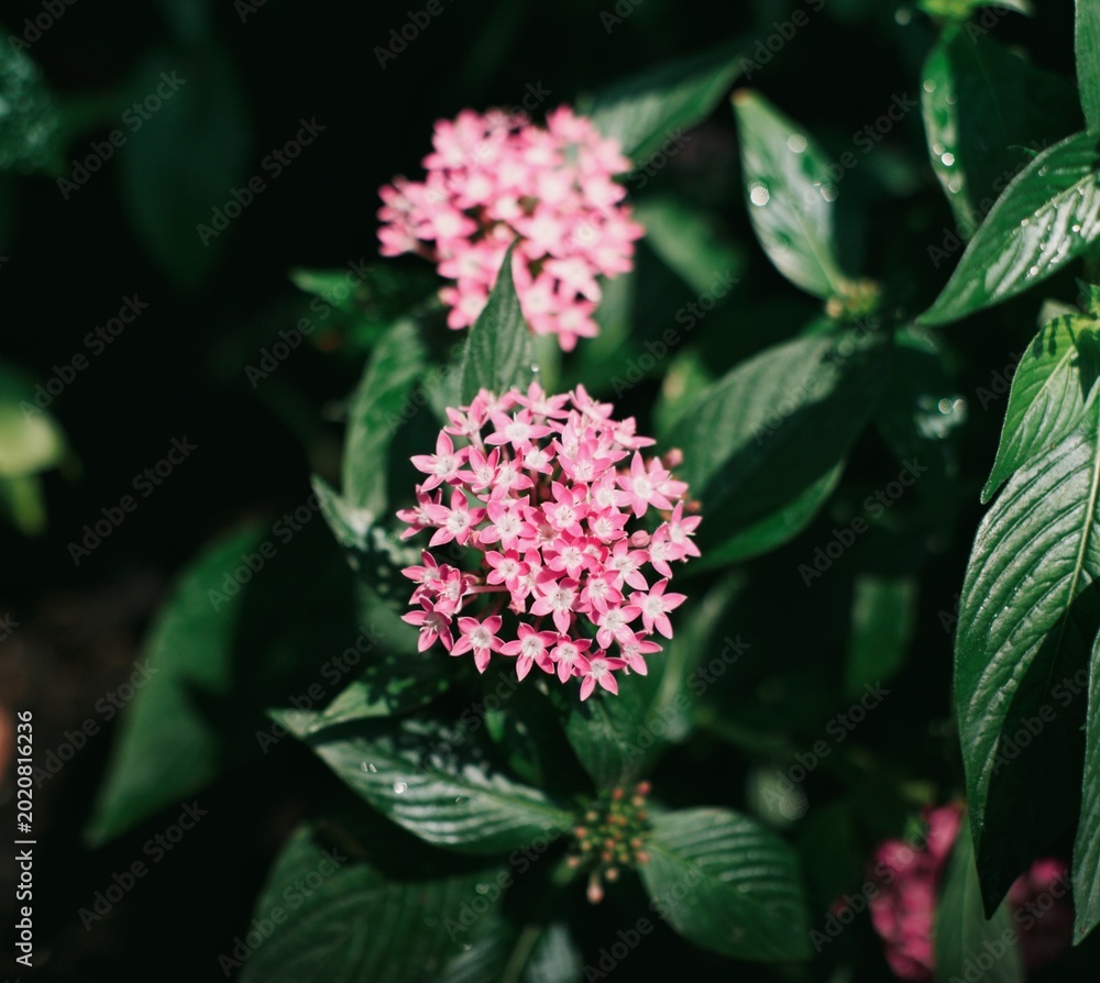 Fototapeta premium Pink blossom flowers blooming in spring garden with soft natural light