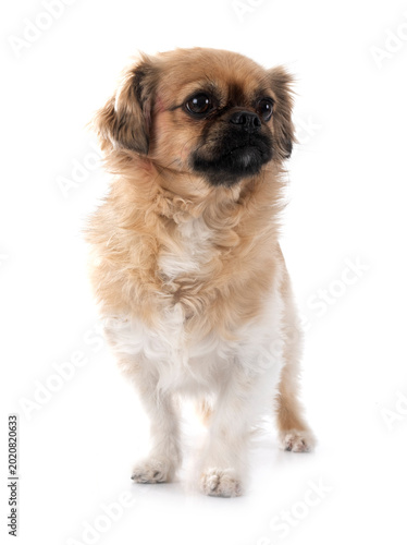 фотографія Tibetan spaniel in studio