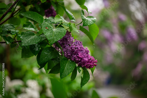 Nice macro photo of lilac flowers under the rain at Hryshko National Botanical Garden, Kiev, Ukraine