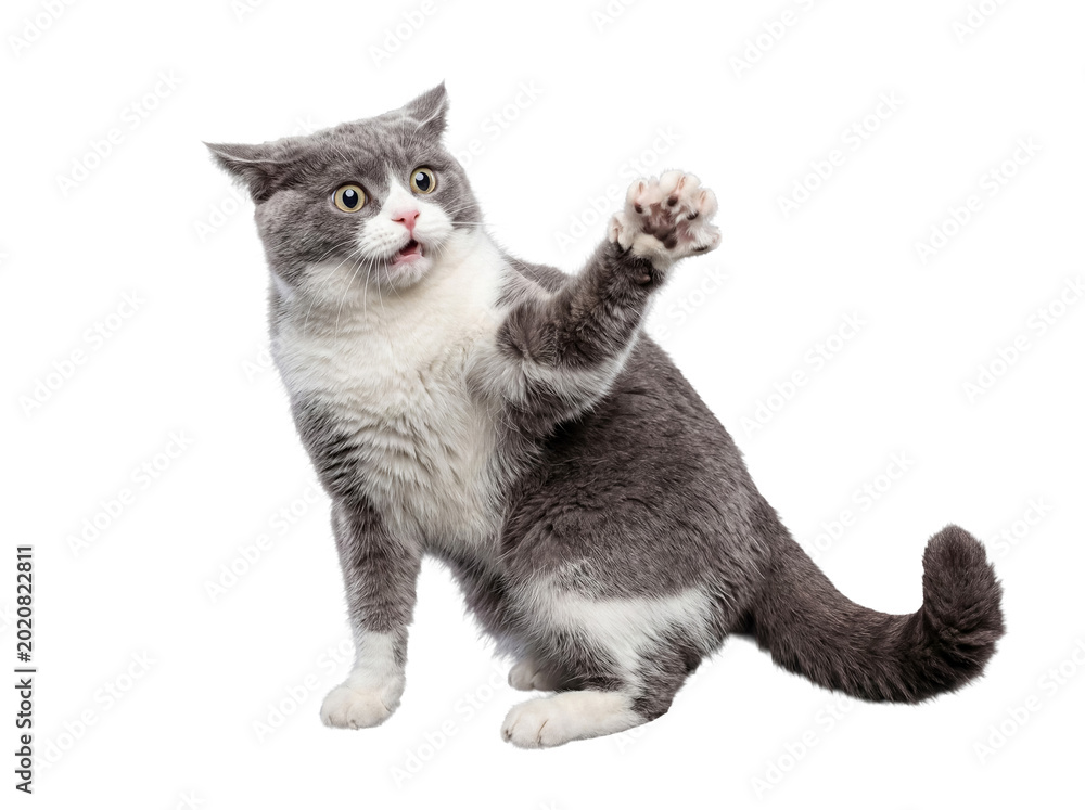 Ταπετσαρία Cute grey and white kitten with a paw raised and a surprised, wide-eyed expression