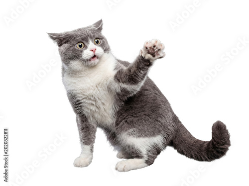 фотографія Cute grey and white kitten with a paw raised and a surprised, wide-eyed expression