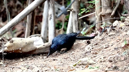  Greater Racquet-tailed Drongo ( Dicrurus paradiseus) on nature background. Bird. Animals.