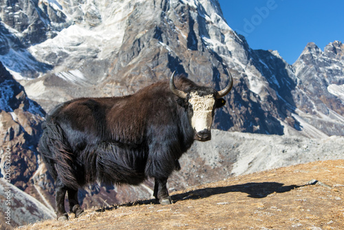 Fotografie yak or dzo Bos mutus grunniens black and white yak