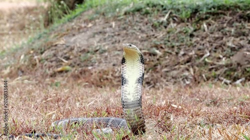 King cobra (Ophiophagus hannah) the world's largest venomous snake. King cobras are impressively venomous, large snakes native to Asia. They are called king cobras because they can kill and eat cobras
