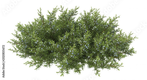View of a dense, rounded juniper shrub featuring vibrant green needle-like foliage and small, round, light blue berries isolated on black