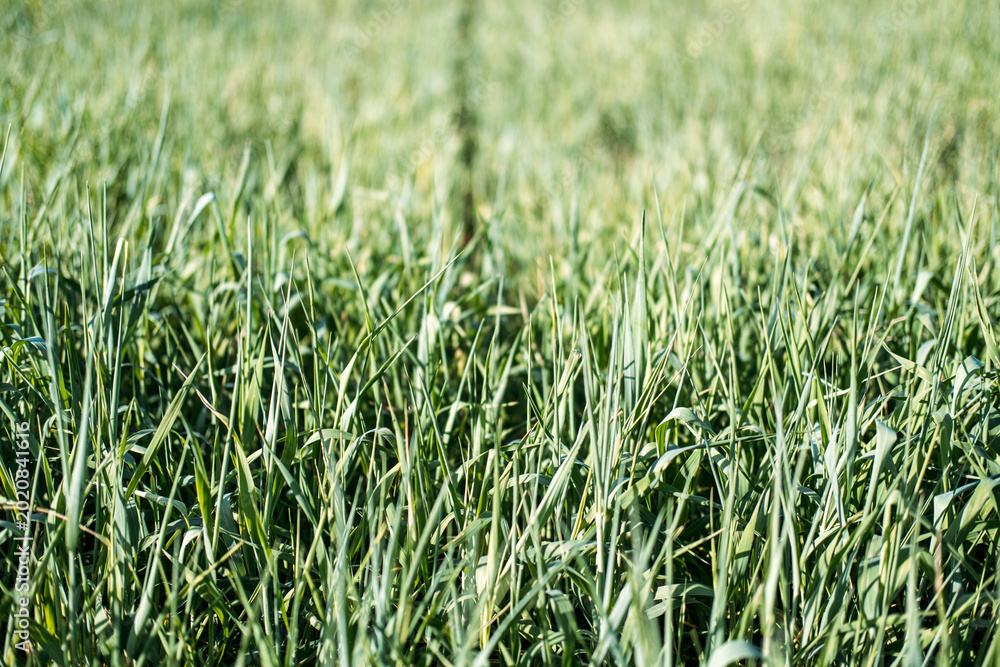 Obraz premium Lush green young stalks grow in agricultural field. Cereal crop growth, young wheat field, agricultural seasonal cycle.