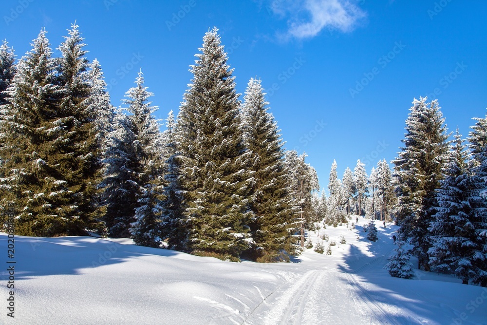 Obraz premium modified cross country skiing way Jesenik mountains