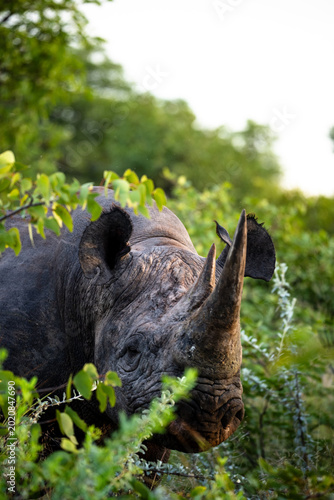 Massive Black Rhino Browsing Through Low Scrub in Morning Light