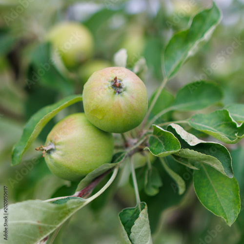 Vászonkép Fresh young apples on tree branch