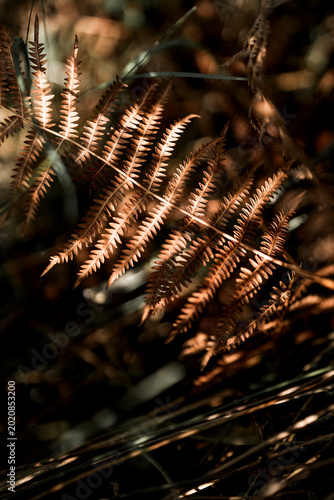 Canvas Print Autumn brown fern fronds backlit by warm sunlight with shallow depth of field an
