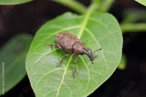 Lepyrus capucinus, a beetle of the weevil family Curculionidae, native to Europe on green leaf, a detailed macro shot of a beetle in side view
