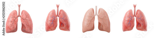 Foto High-Quality Set of Four Human Lung Anatomical Models Isolated on White Backgrou