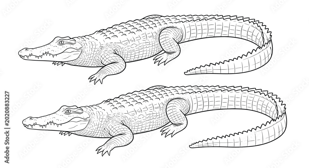 Fototapeta premium Two highly detailed technical line drawings of a crocodile or alligator showing the complex patterns of scales along the body and tail.