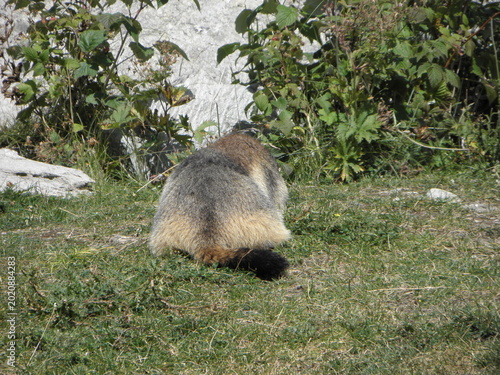 marmotte
