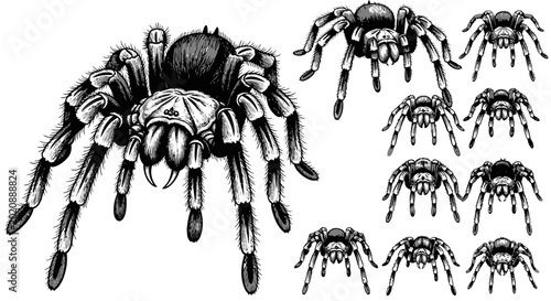 Fotografía Tarantula Spider Illustration Set, Realistic Black and White Line Art