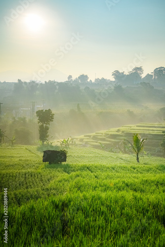 Schilderij op canvas sunrise in the rice field