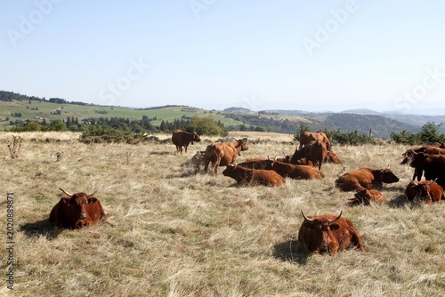 troupeau de vaches salers en Auvergne