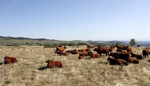 troupeau de vaches salers en Auvergne
