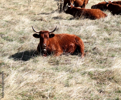 troupeau de vaches salers en Auvergne