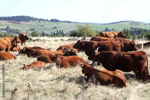 troupeau de vaches salers en Auvergne