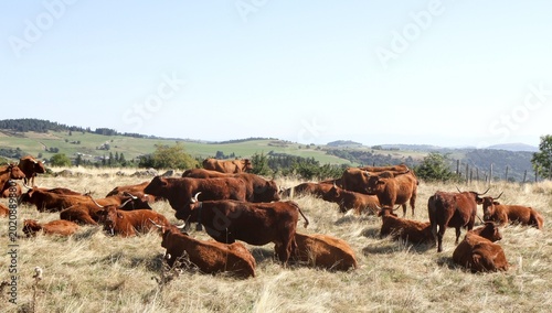troupeau de vaches salers en Auvergne