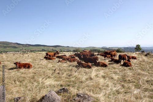 troupeau de vaches salers en Auvergne