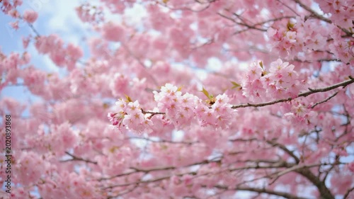 Beautiful pink cherry blossom tree with open flowers under a clear blue sky.