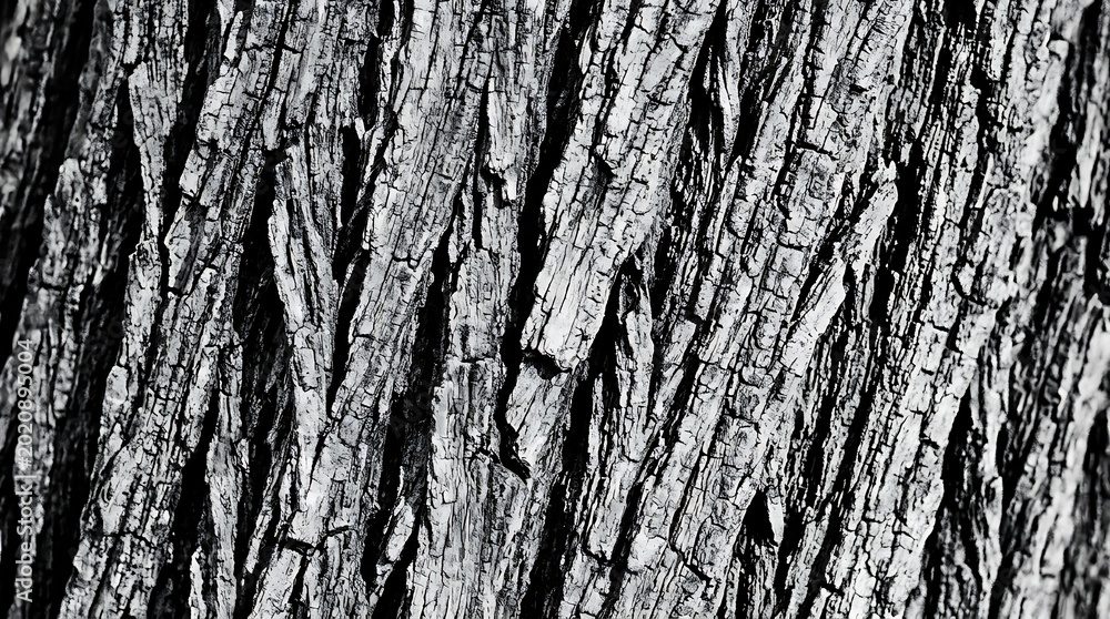 Obraz premium Close up view of rough tree bark texture in black and white