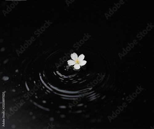 white flower in water
